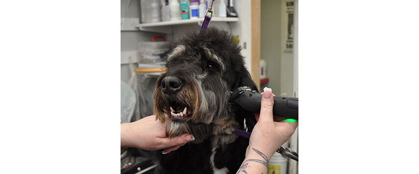 Grooming the Bernadoodle